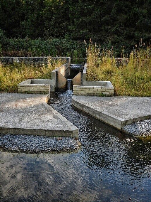 Waterloopbos (deel 1) - Foto: Femmie Smink