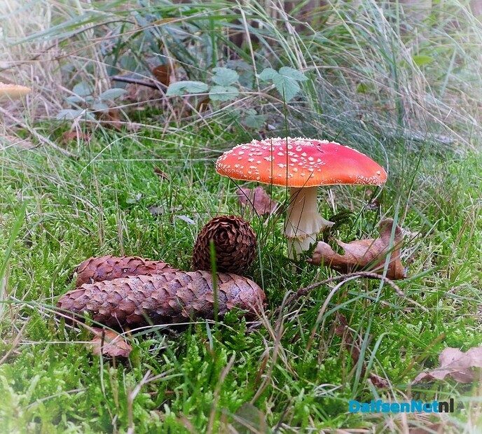 Paddenstoelen voor de lens van een natuurfotograaf - Foto: Femmie Smink