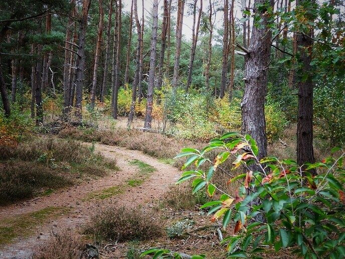 Op paddenstoelen jacht, zonder jachtgeweer - Foto: Femmie Smink