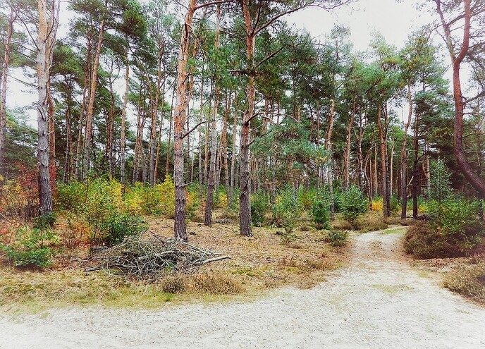 Op paddenstoelen jacht, zonder jachtgeweer - Foto: Femmie Smink