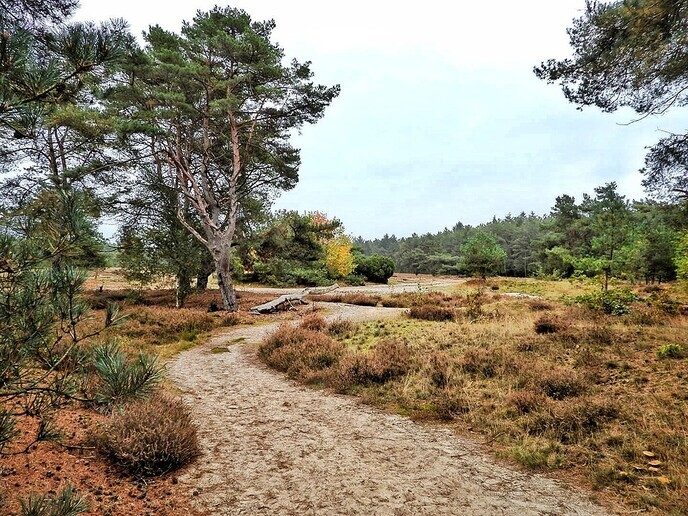 Op paddenstoelen jacht, zonder jachtgeweer - Foto: Femmie Smink