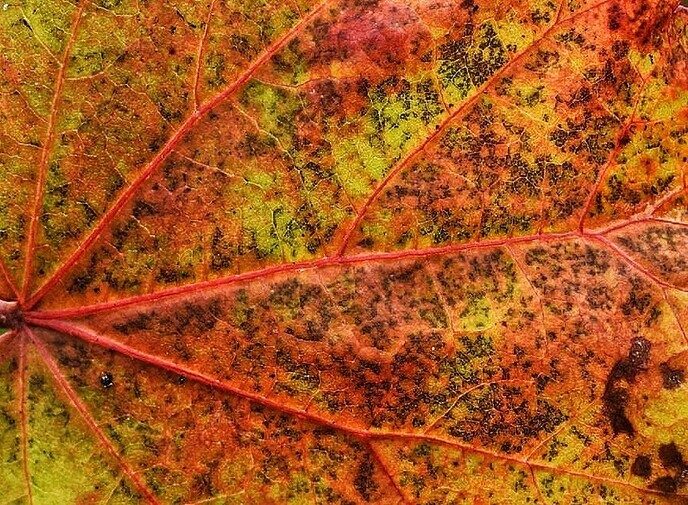 Mooie foto’s en een stukje natuurkennis - Foto: Femmie Smink