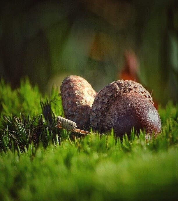 Dalfser Engelse werk, ook als natuurfotograaf raak je er niet uitgekeken - Foto: Femmie Smink