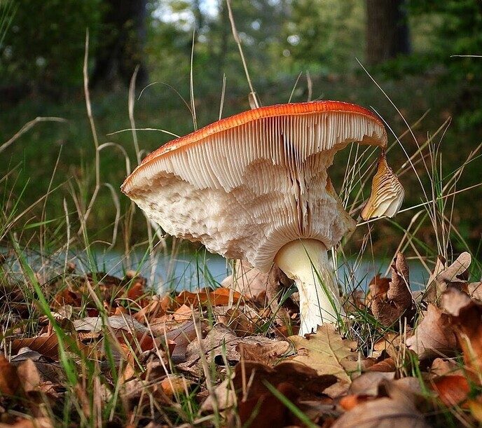 Dalfser Engelse werk, ook als natuurfotograaf raak je er niet uitgekeken - Foto: Femmie Smink