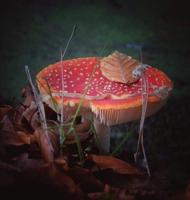 De natuurfotograaf was bij het Dalfser Engelse werk - Foto: Femmie Smink