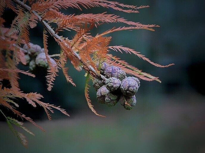 De natuurfotograaf was bij het Dalfser Engelse werk - Foto: Femmie Smink