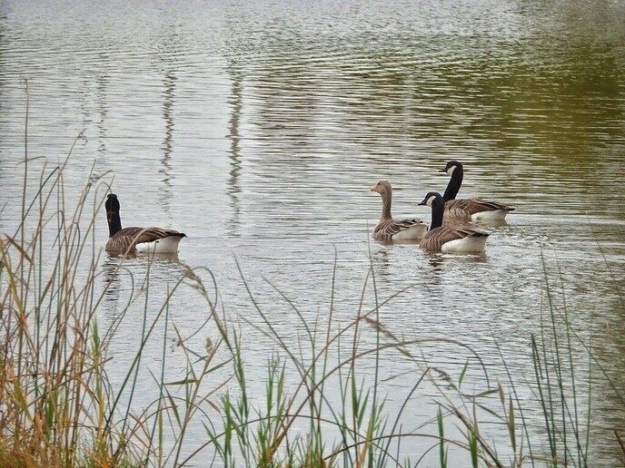Natuurboerderij BalkInn - Foto: Femmie Smink