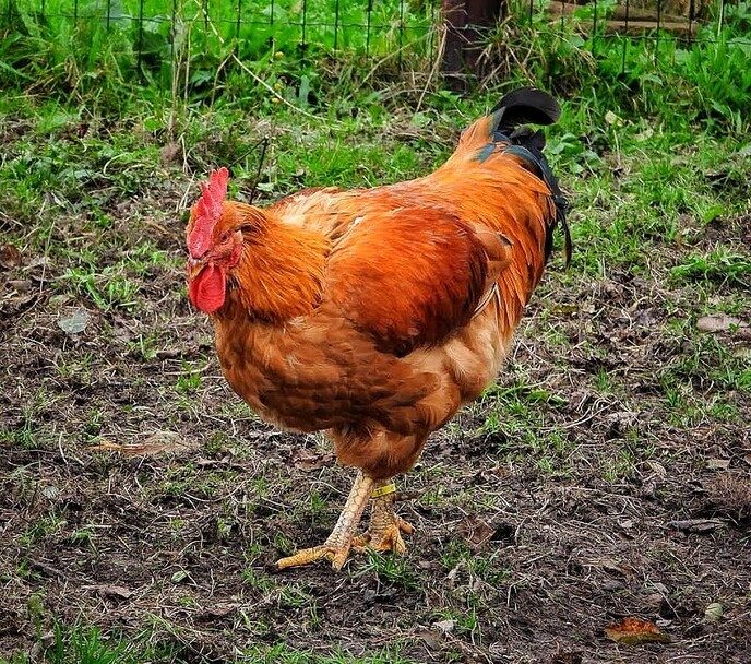 Natuurboerderij BalkInn - Foto: Femmie Smink