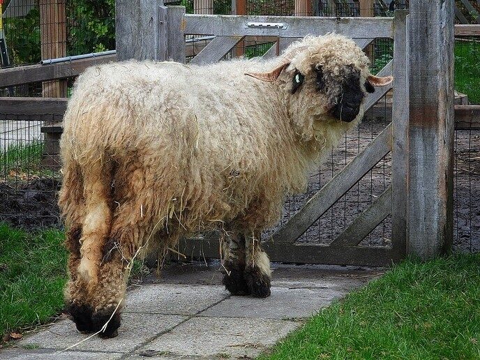 Natuurboerderij BalkInn - Foto: Femmie Smink