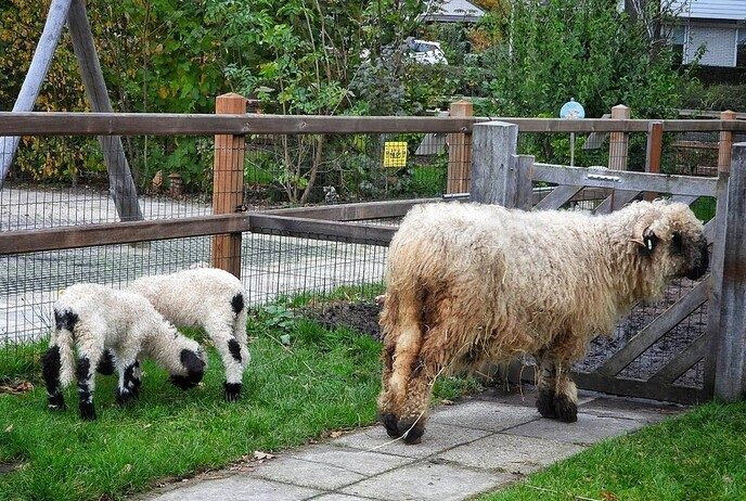 Natuurboerderij BalkInn - Foto: Femmie Smink