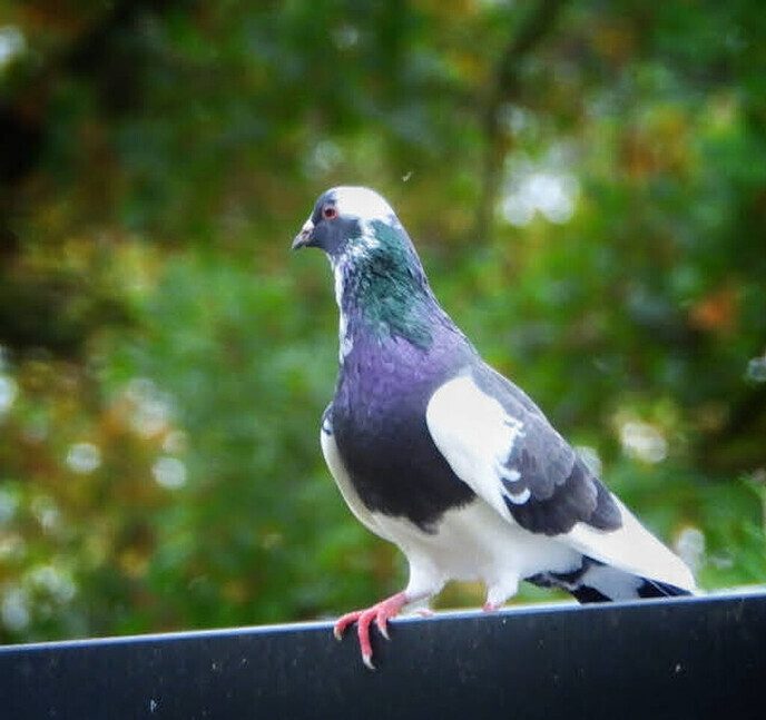 Natuurboerderij BalkInn - Foto: Femmie Smink