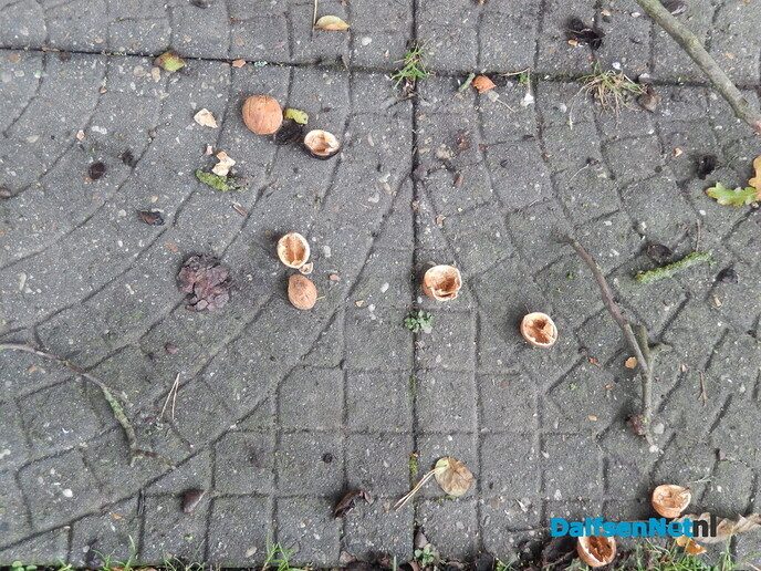 Walnoten gewoon roofgoed - Foto: Willy