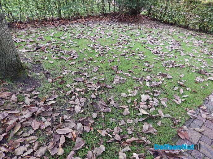Maak je tuin lenteklaar, of juist niet doen - Foto: Willy