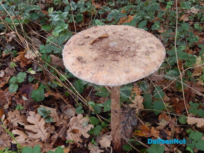 Nog een paar herfstbeelden - Foto: Willy