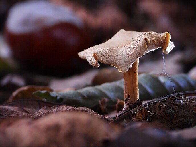 Mooie foto’s van paddenstoelen - Foto: Ingezonden foto