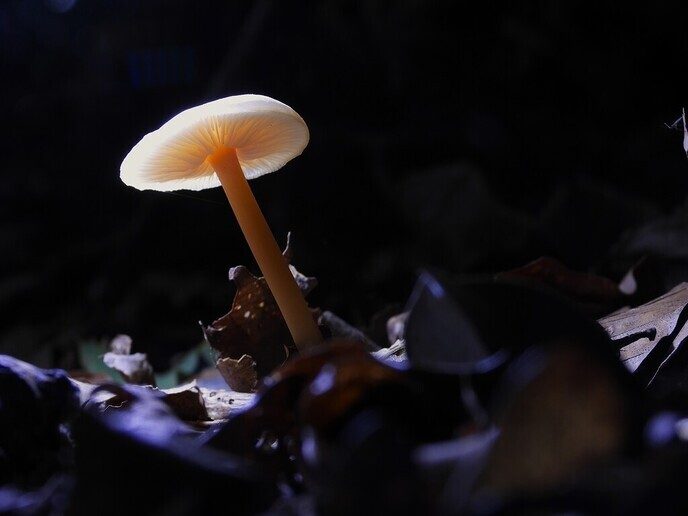 Mooie foto’s van paddenstoelen - Foto: Ingezonden foto