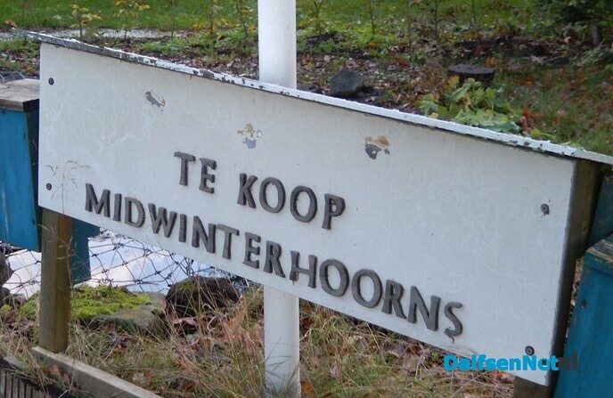 Veel belangstelling voor open middag workshop midwinterhoorn - Foto: Willy