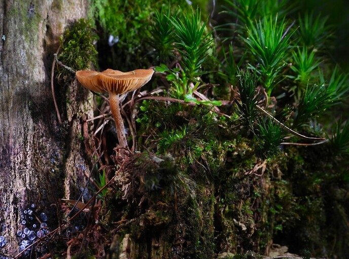 Mooie foto’s van paddenstoelen - Foto: Ingezonden foto