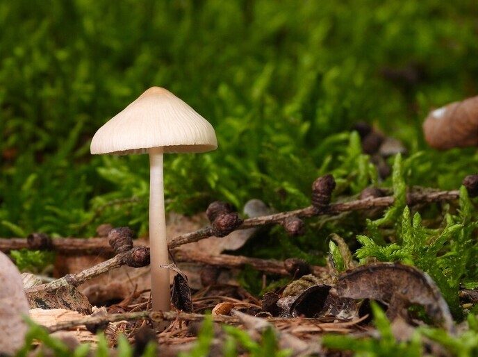 Mooie foto’s van paddenstoelen - Foto: Ingezonden foto