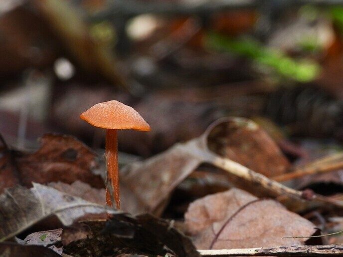 Mooie foto’s van paddenstoelen - Foto: Ingezonden foto