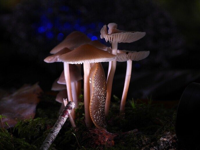 Mooie foto’s van paddenstoelen - Foto: Ingezonden foto