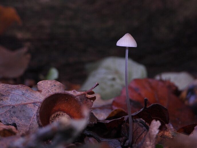 Mooie foto’s van paddenstoelen - Foto: Ingezonden foto