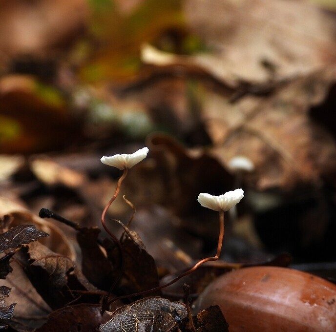 Mooie foto’s van paddenstoelen - Foto: Ingezonden foto