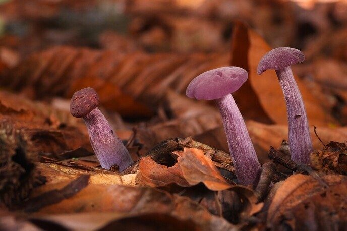 Mooie foto’s van paddenstoelen - Foto: Ingezonden foto