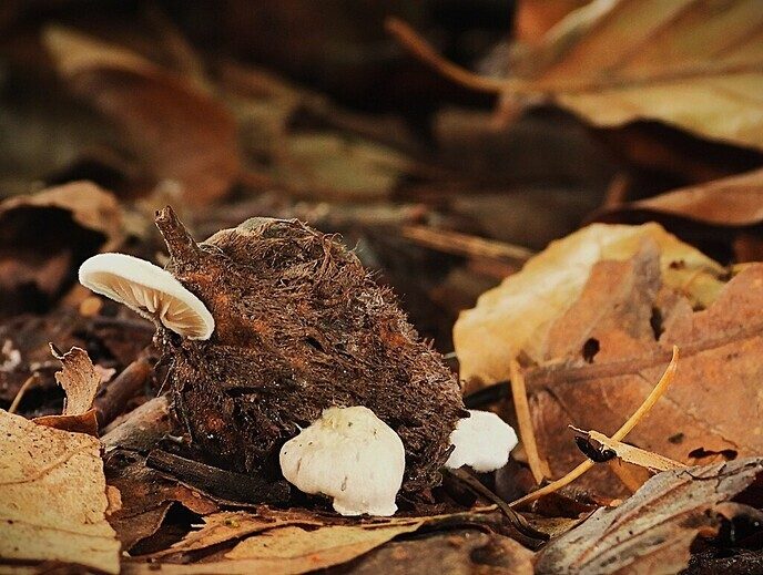 Mooie foto’s van paddenstoelen - Foto: Ingezonden foto