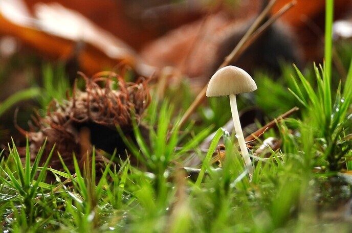 Mooie foto’s van paddenstoelen - Foto: Ingezonden foto
