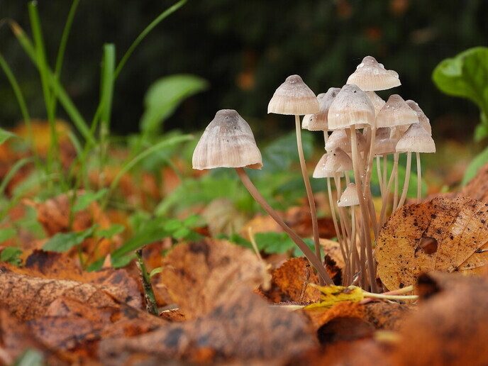 Mooie foto’s van paddenstoelen - Foto: Ingezonden foto