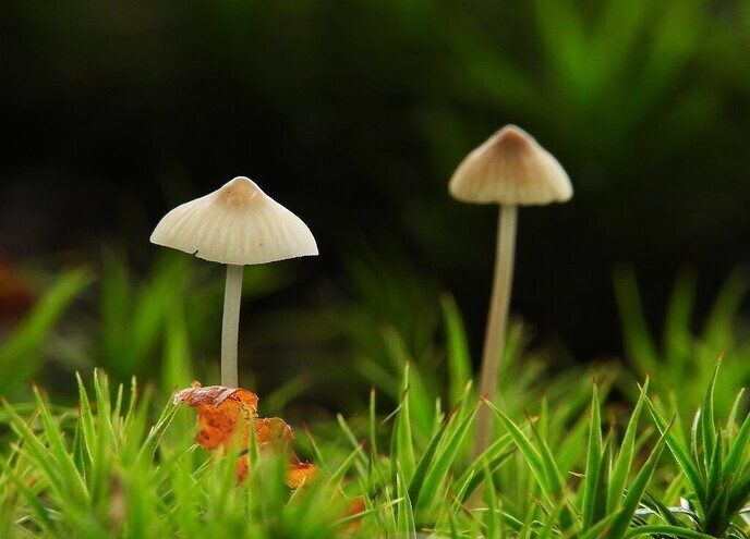 Mooie foto’s van paddenstoelen - Foto: Ingezonden foto