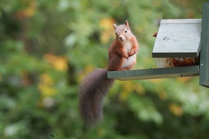  Dank voor de noten - Foto: Ingezonden foto