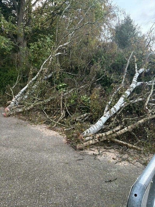 Hele dikke berk kon de storm niet weerstaan - Foto: Anton van de Stuwe