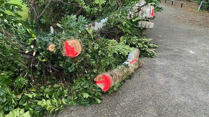 Hele dikke berk kon de storm niet weerstaan - Foto: Anton van de Stuwe
