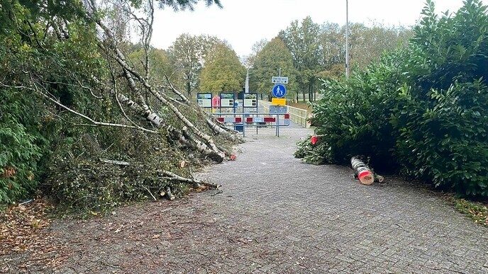Hele dikke berk kon de storm niet weerstaan - Foto: Anton van de Stuwe