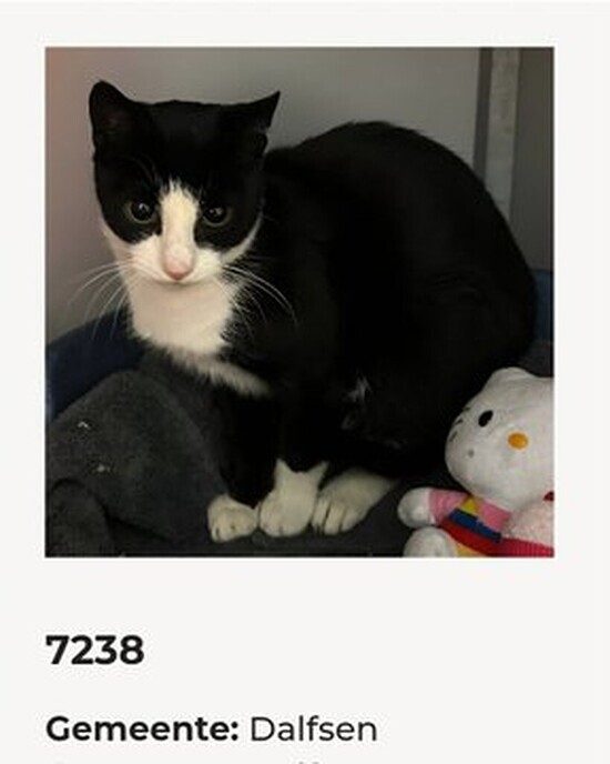 Poes gevonden Oudleusen