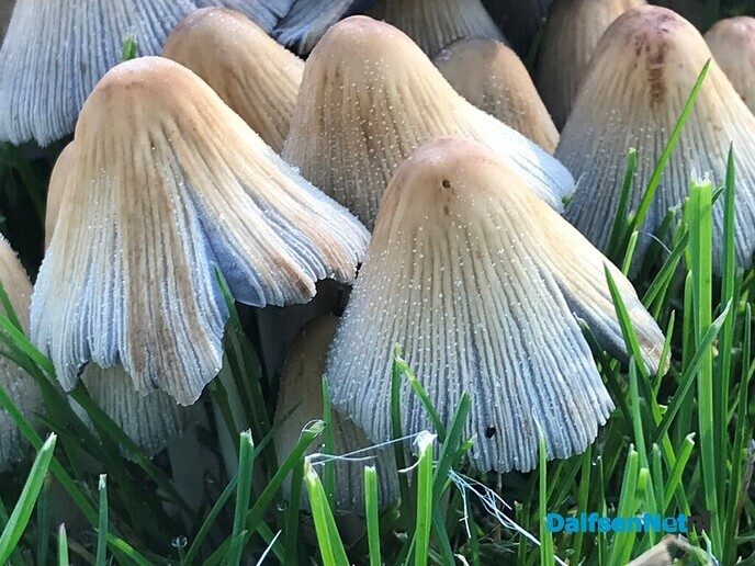 Molshopen van paddenstoelen - Foto: Willie uut Hessum