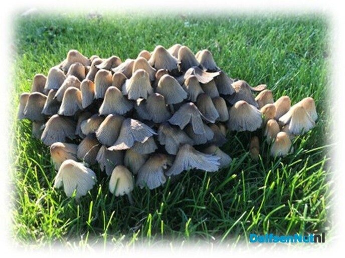 Molshopen van paddenstoelen - Foto: Willie uut Hessum