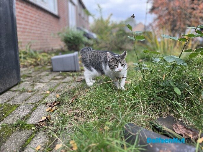 Kat gevonden en weer terug bij de eigenaar - Foto: Ingezonden foto