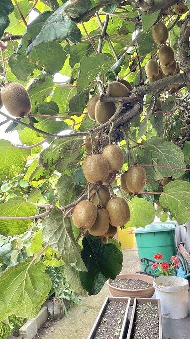 Kiwi’s in Ahn, zeg maar Kiwi les uit Ahn - Foto: Ingezonden foto