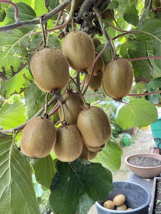 Kiwi’s in Ahn, zeg maar Kiwi les uit Ahn - Foto: Ingezonden foto