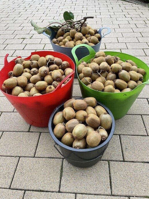 Kiwi’s in Ahn, zeg maar Kiwi les uit Ahn - Foto: Ingezonden foto