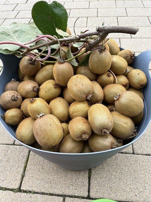 Kiwi’s in Ahn, zeg maar Kiwi les uit Ahn - Foto: Ingezonden foto