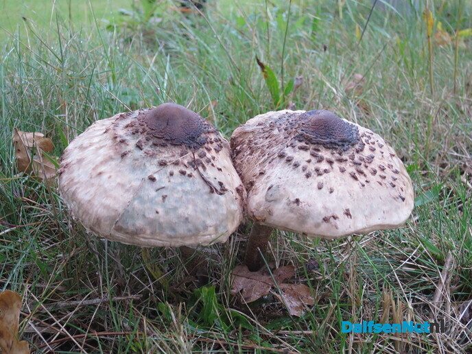 Het is nog donker in Hoonhorst, ik ga toch wandelen - Foto: Wim