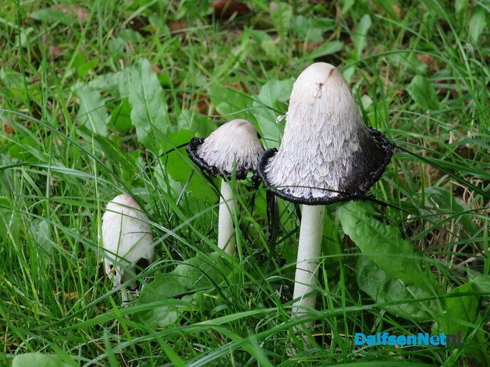 Het is nog donker in Hoonhorst, ik ga toch wandelen - Foto: Wim