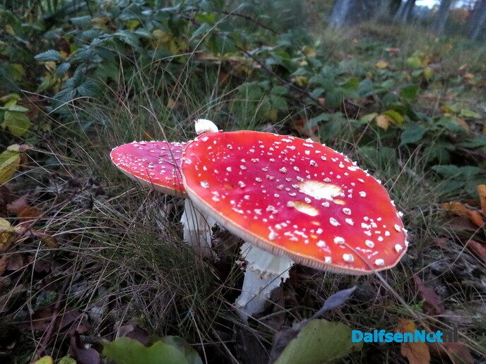 Vandaag, zaterdag, een 2 G wandeling voorbereiden - Foto: Wim