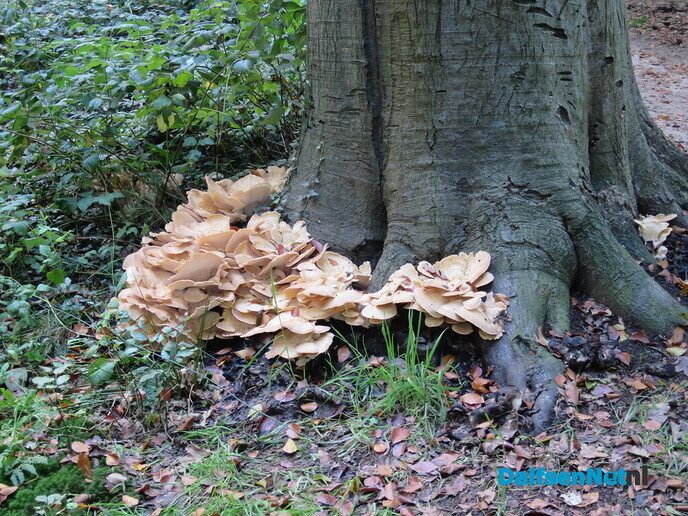 Als alles brand, brand water ook - Foto: Wim