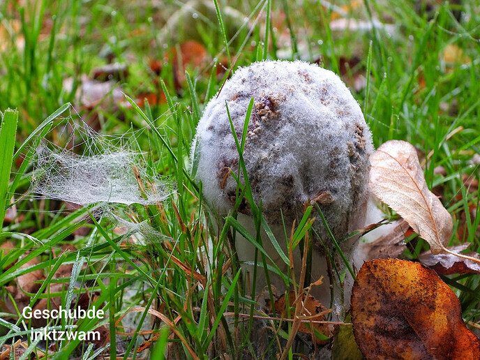 Mooie beelden van onze natuurfotograaf - Foto: Femmie Smink