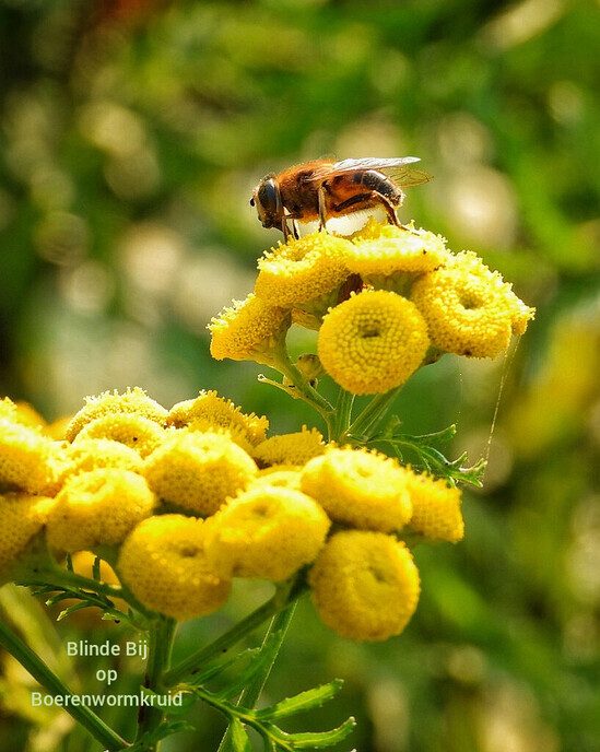 Mooie beelden van onze natuurfotograaf - Foto: Femmie Smink